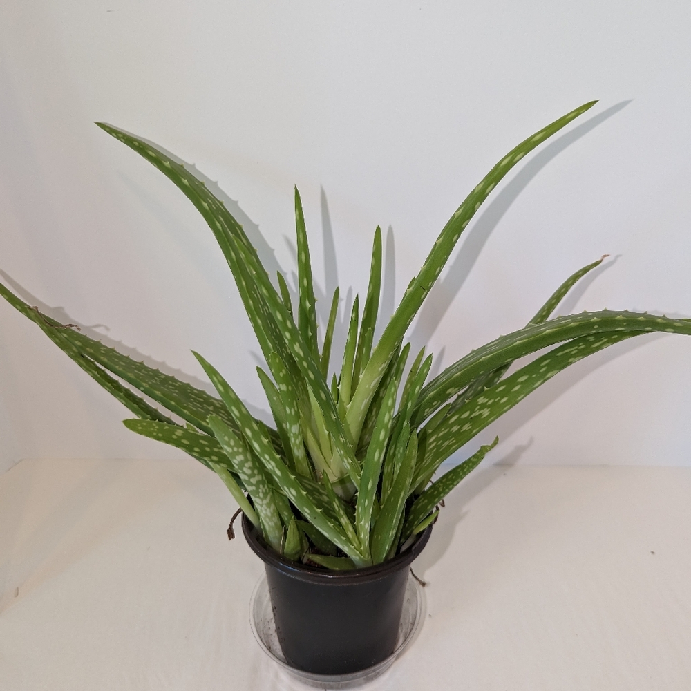 An Aloe plant  in a four inch pot from a accredited organic Florida nurs…